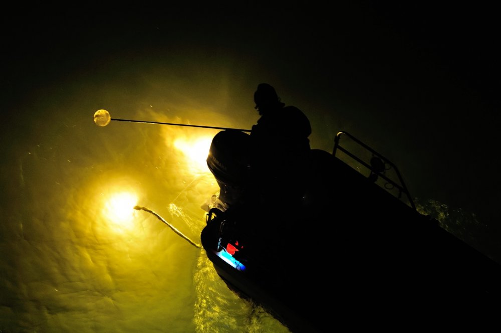 サーチライトのような強い光の集魚灯にウナギの稚魚は吸い寄せられる